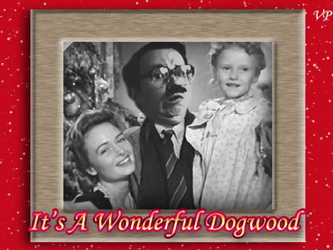 wonderfuldogwood